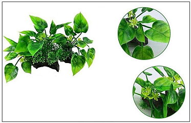 AK - Anubias på rot 11cm