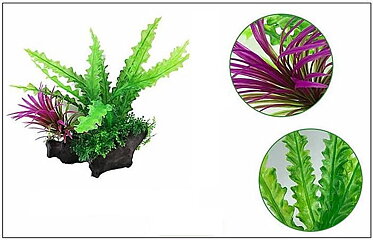 AK - Cryptocoryne på rot 21cm