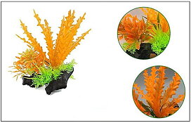 AK - Cryptocoryne Orange på rot 21cm