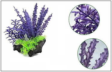 AK - Cryptocoryne Blå/Lila på rot 21cm