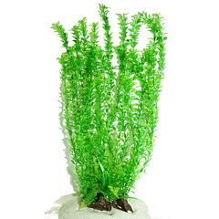 AK - Rotala Grön 55cm