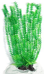AK - Cabomba Grön 55cm