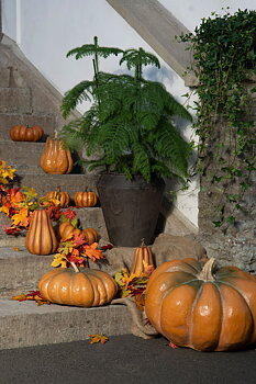 Pumpa Orange - 20 cm