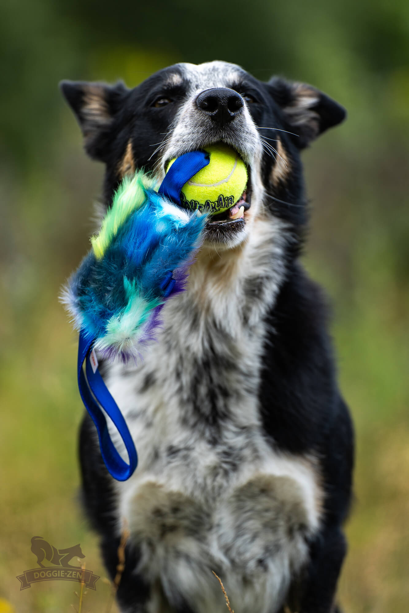Fickbelöningskampis med KONG Air pipboll - 3