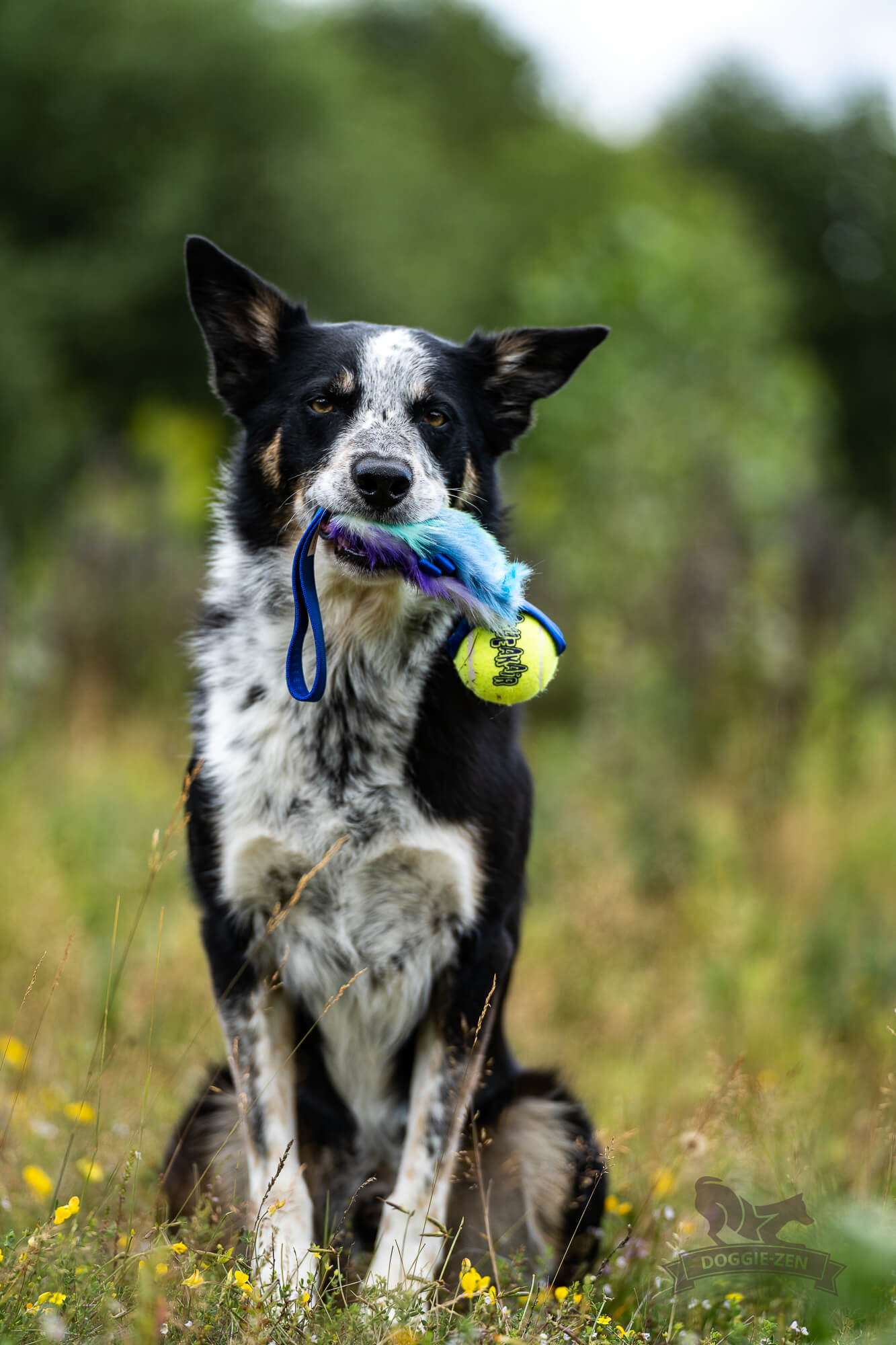 Fickbelöningskampis med KONG Air pipboll - 5