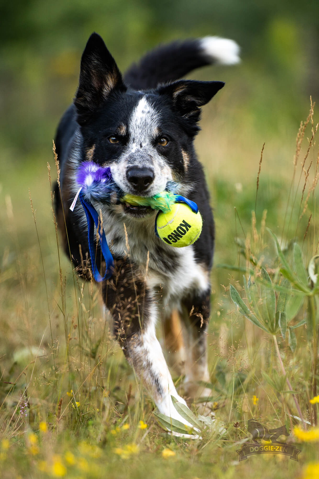Fickbelöningskampis med KONG Air pipboll - 6