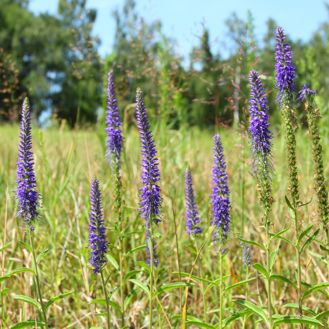 Axveronika - Blue Shades