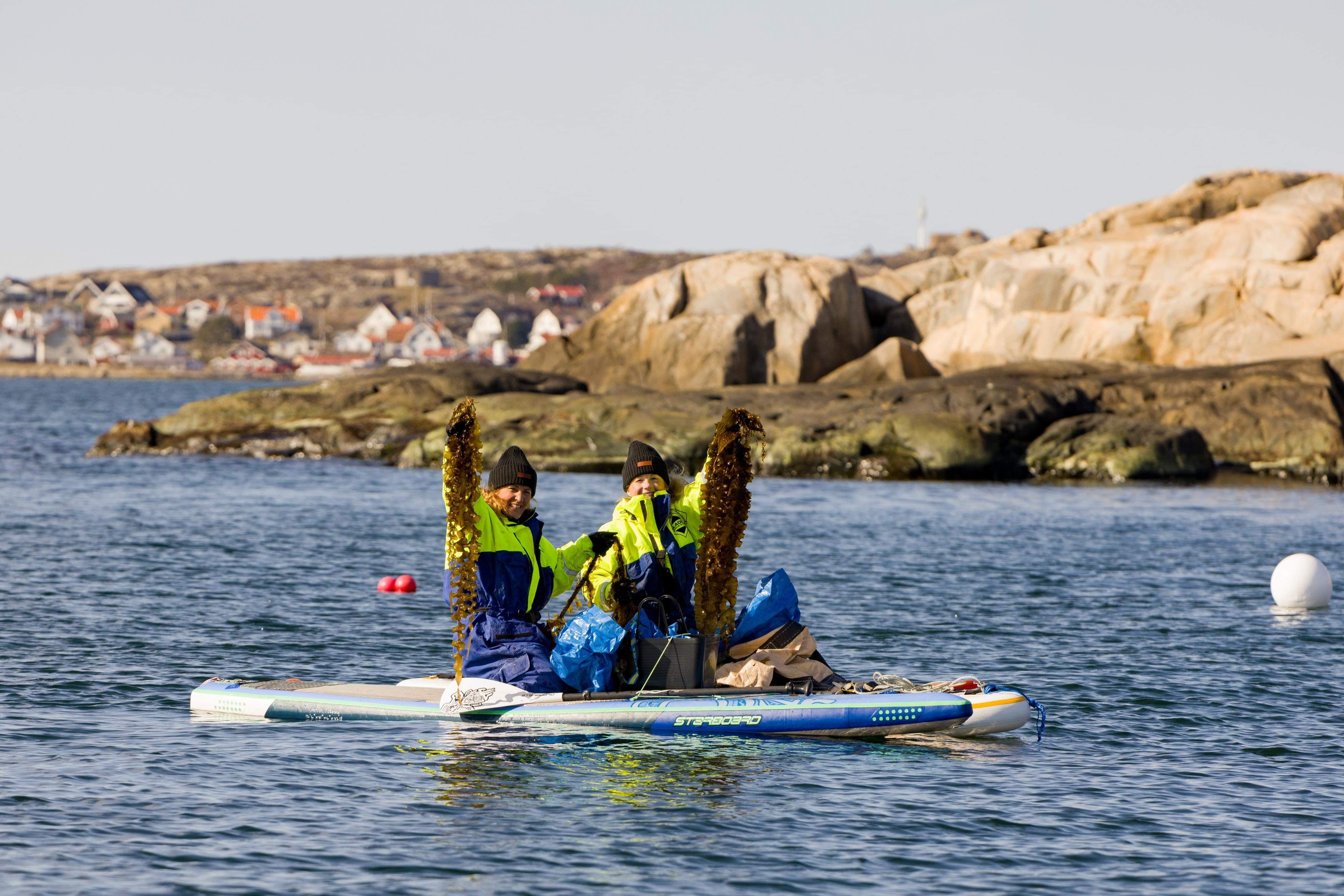 Ten Island Seafarm Sockertång - 2