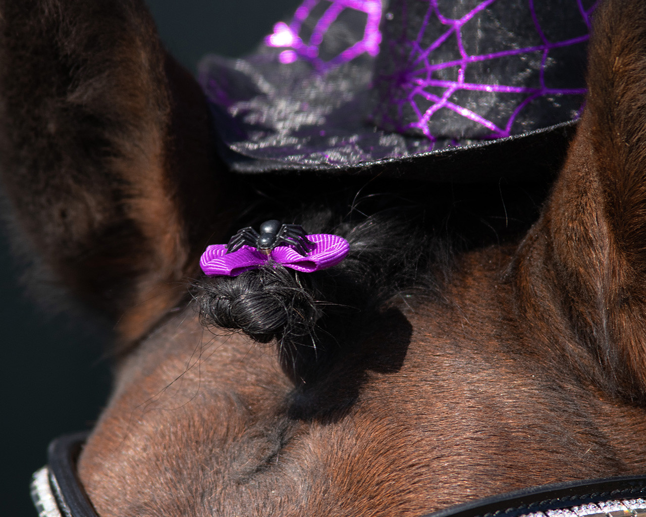 QHP Letitysrusetti- Violetti hämähäkeillä - 2