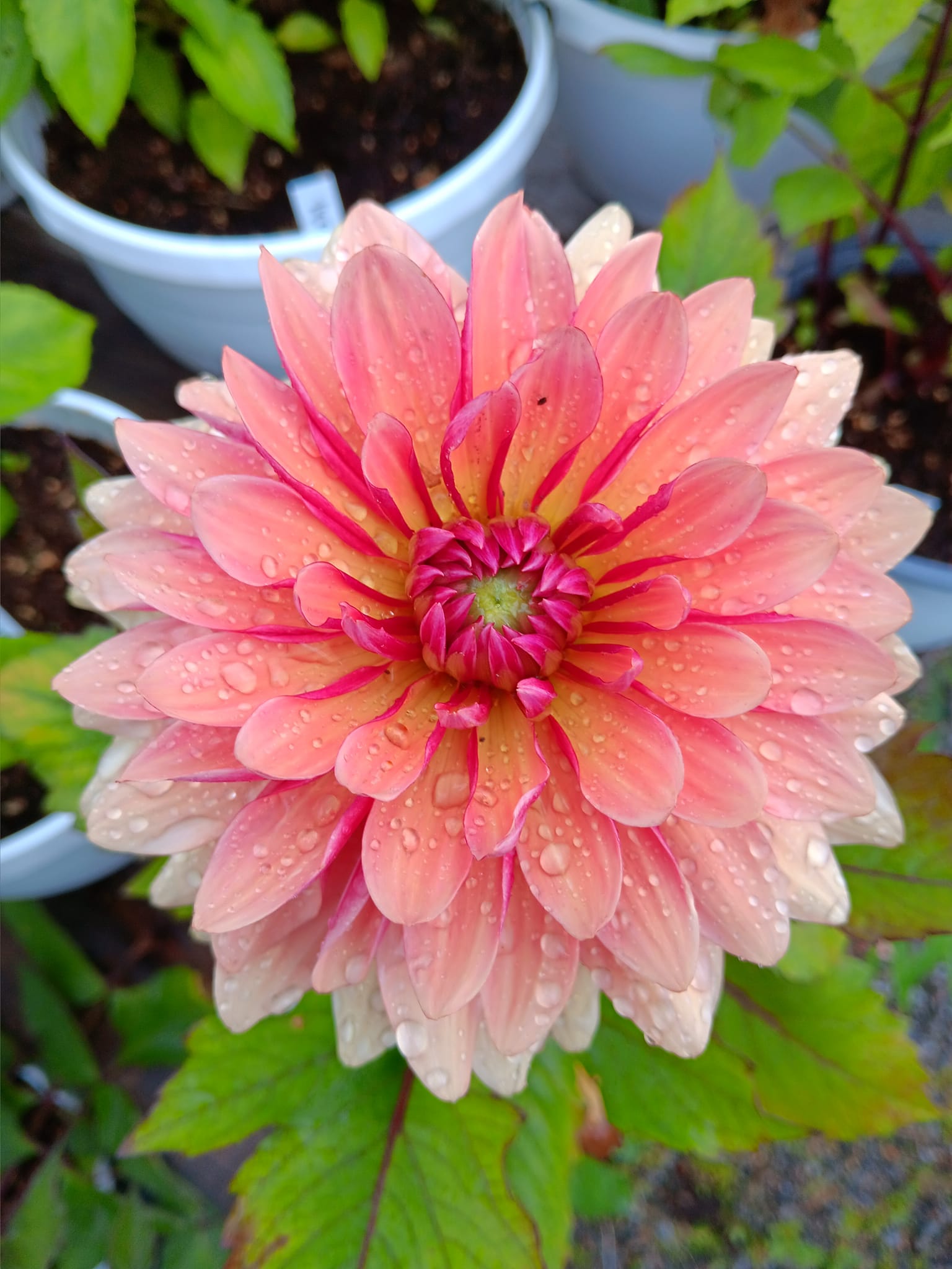 xDahlia Misses Dutch Kaktusblommande Rotad stickling i Sverige! - 2