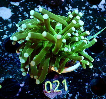 Euphyllia glabrescens Torch 