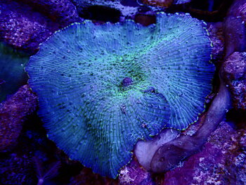 Discosoma spp
