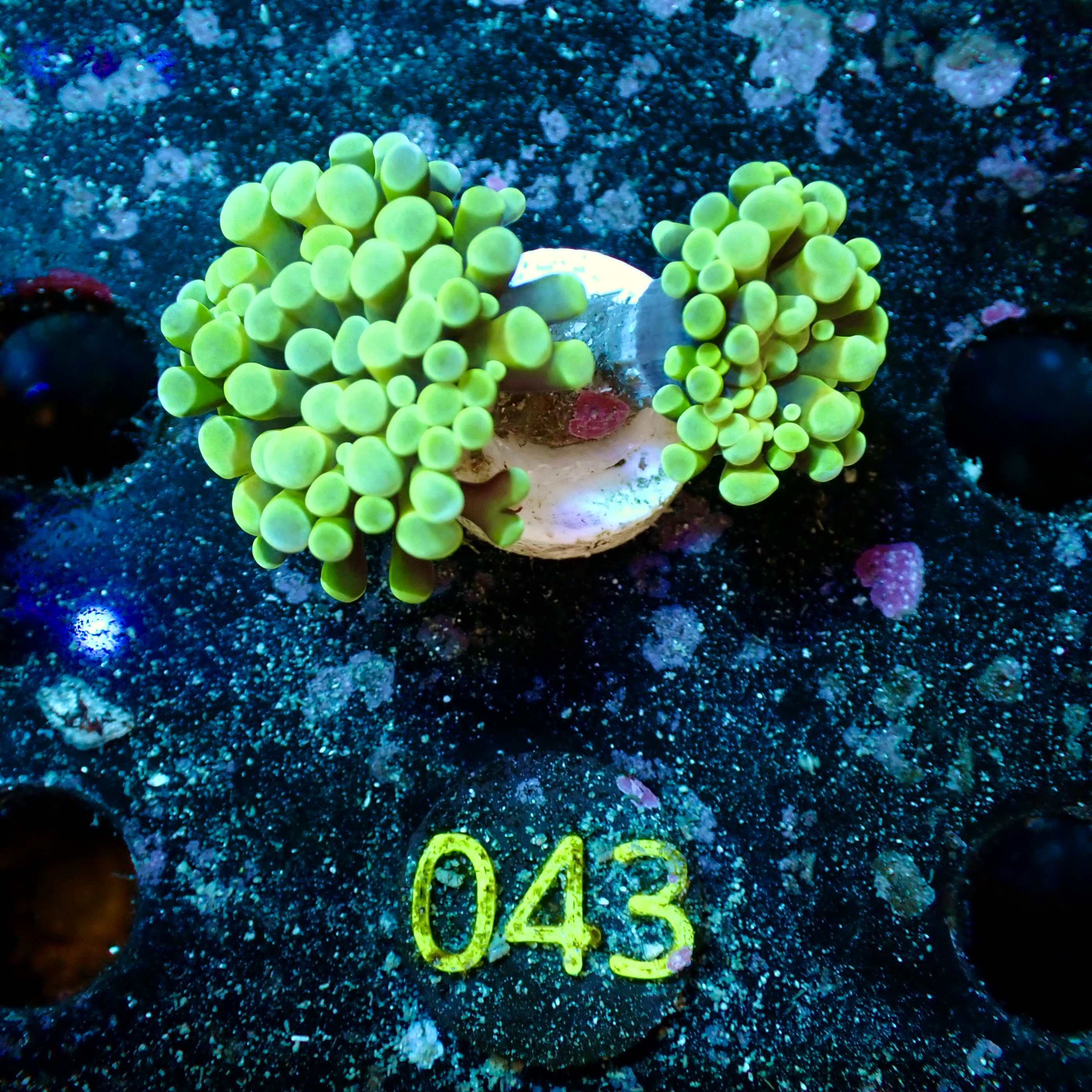 Euphyllia paraancora two tone green, 2 heads