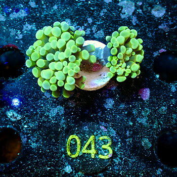 Euphyllia paraancora two tone green, 2 heads