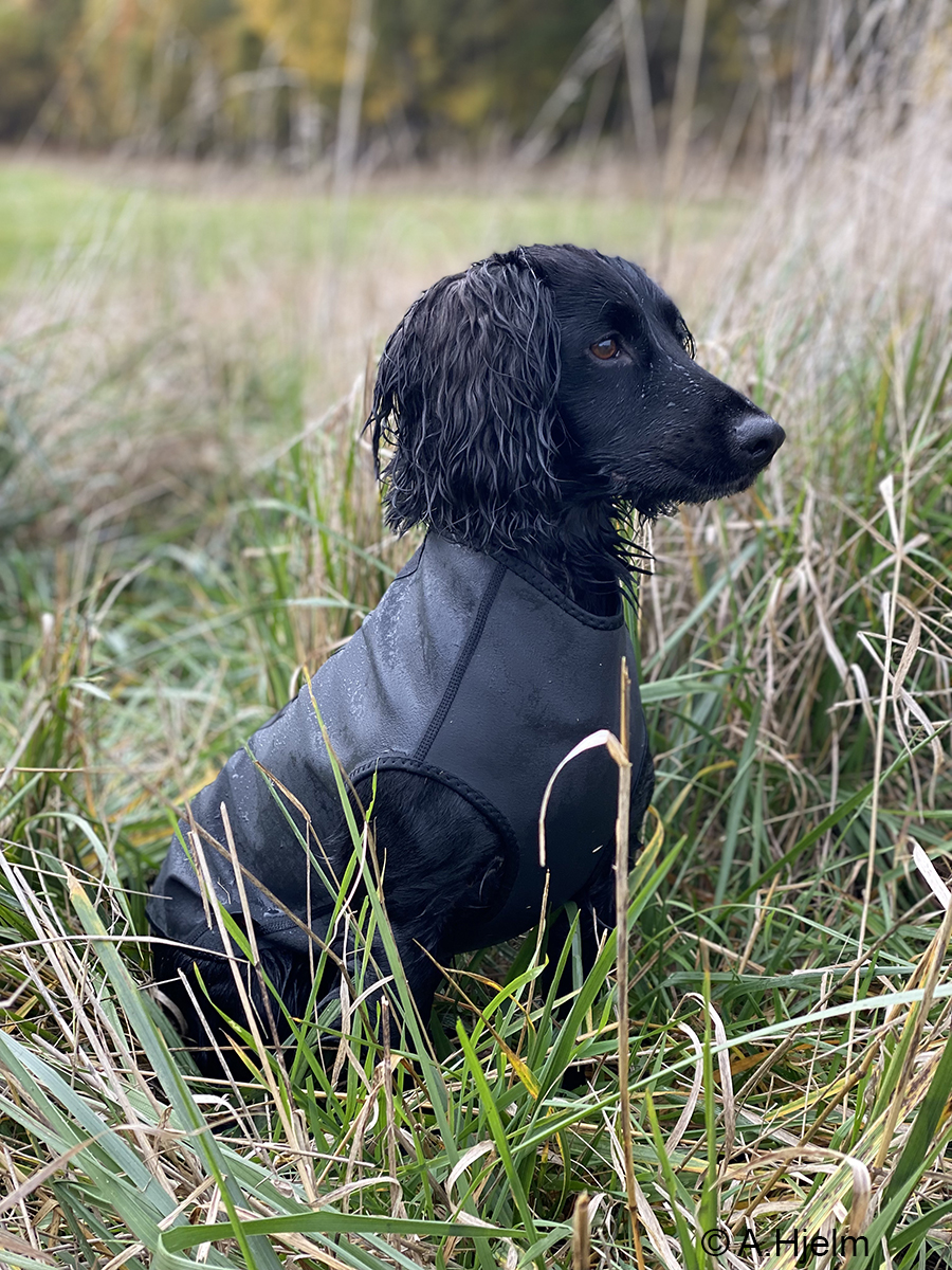 Siccaro Pro-tect hundväst för mindre hundar som spaniels mfl. - 2