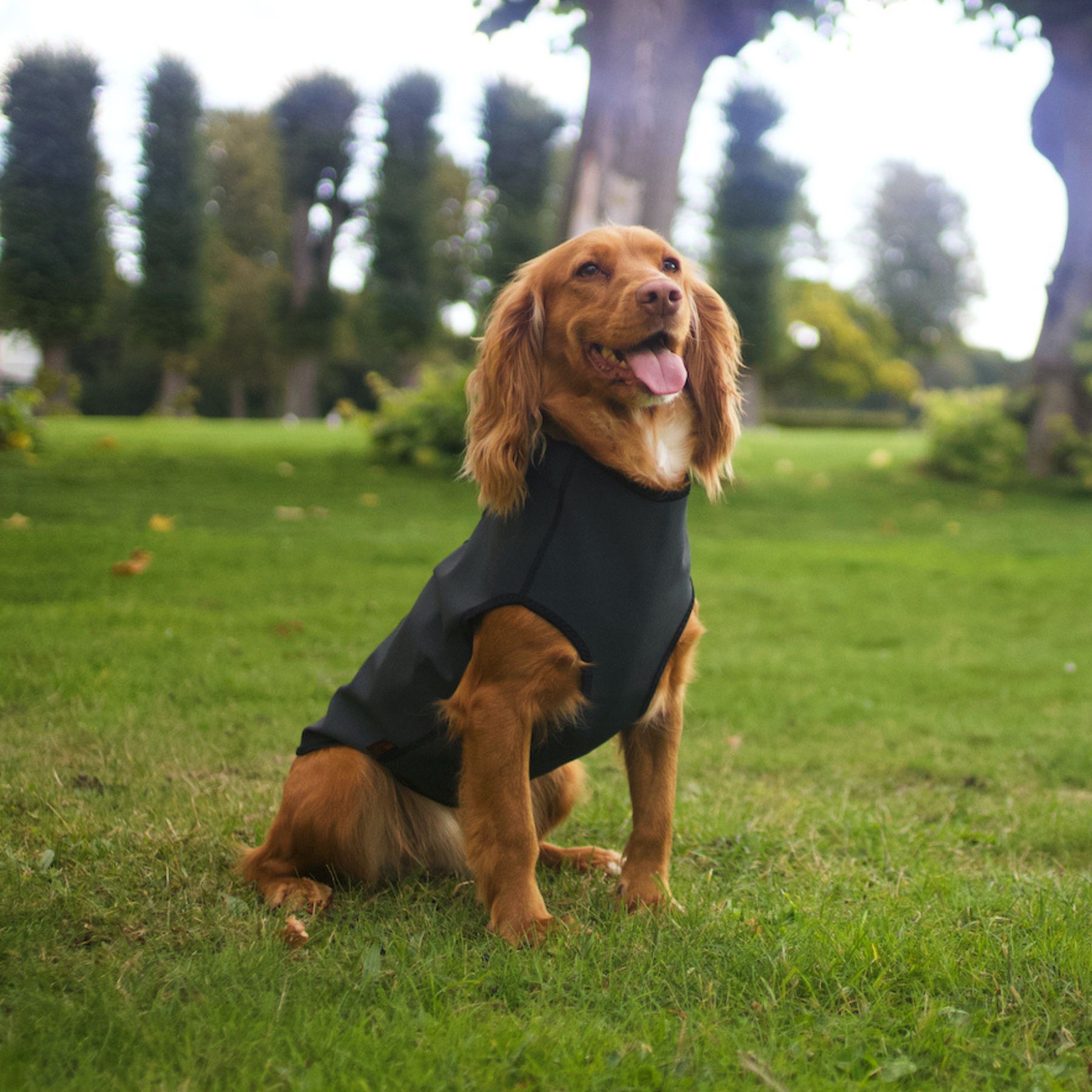 Siccaro Pro-tect hundväst för mindre hundar som spaniels mfl.