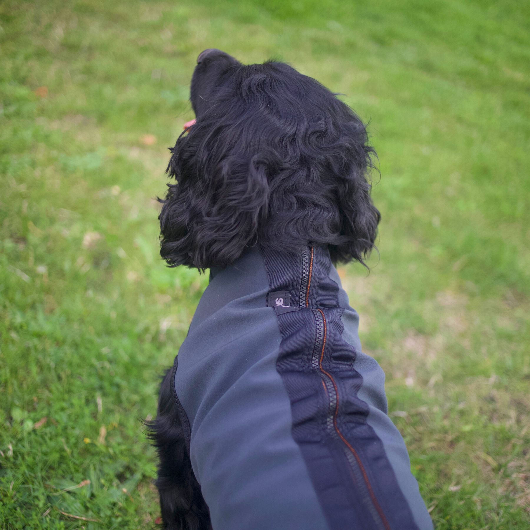 Siccaro Pro-tect hundväst för mindre hundar som spaniels mfl. - 4