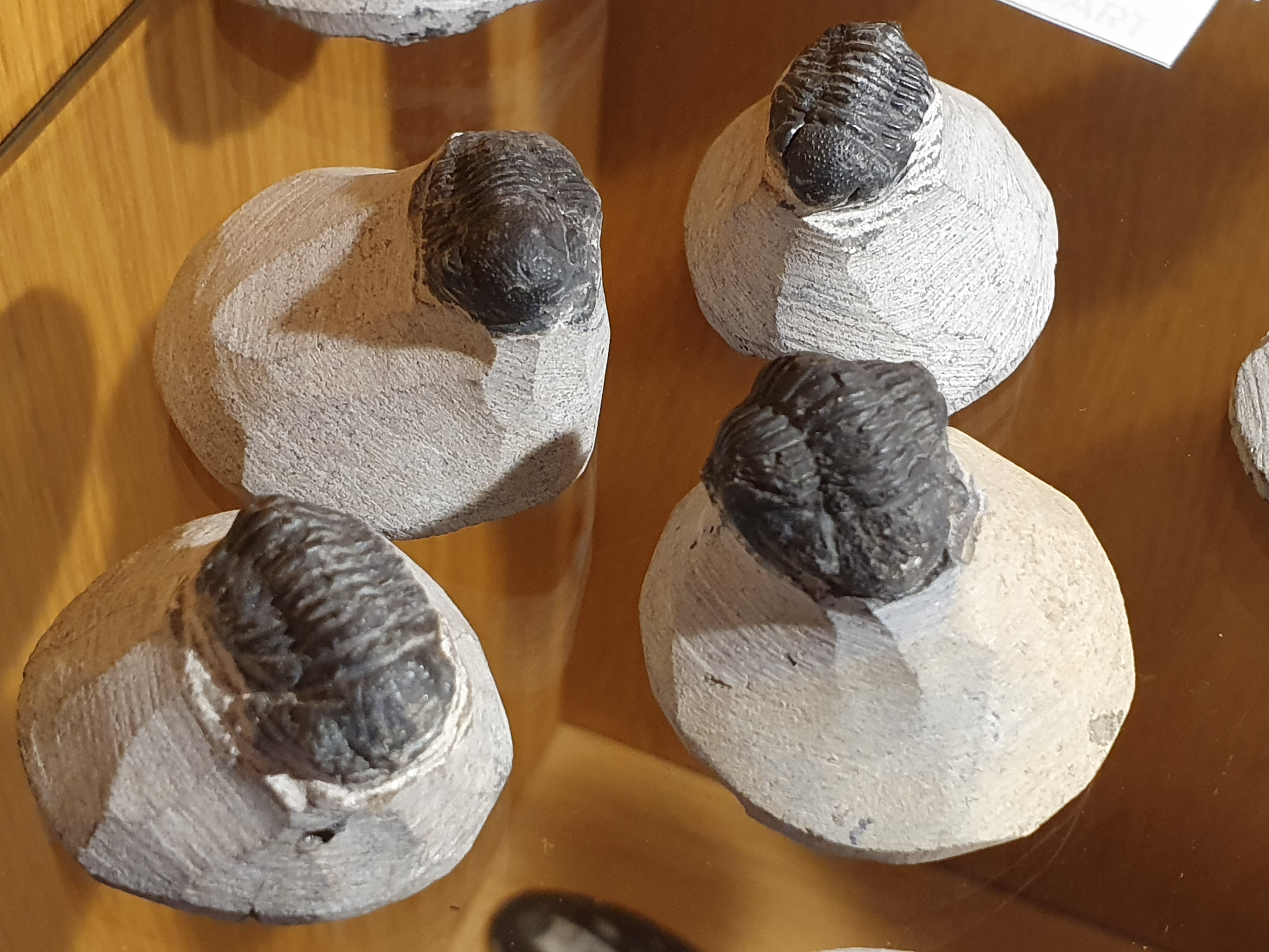 Trilobit på matrix, Marocko