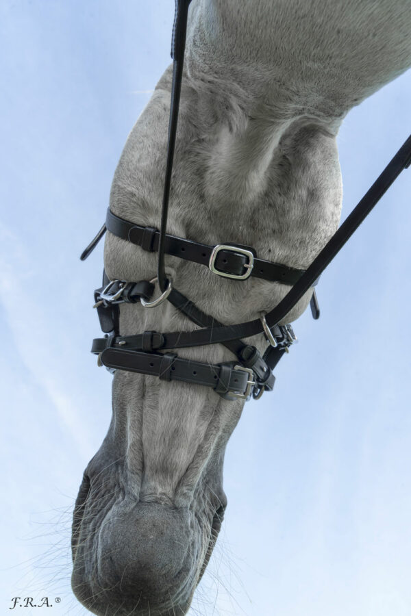 F.R.A.® Runa bettlöst / kombinationsträns 3-in-1, komplett (svart eller brun) - 6