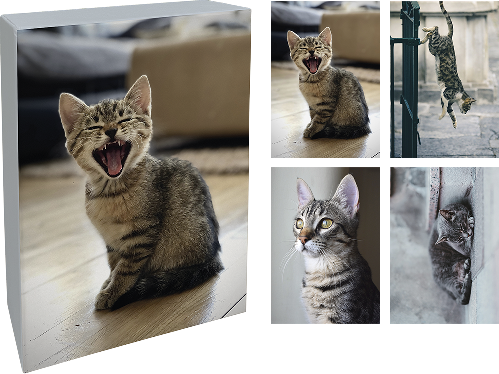 Kort & kuvert / Katter