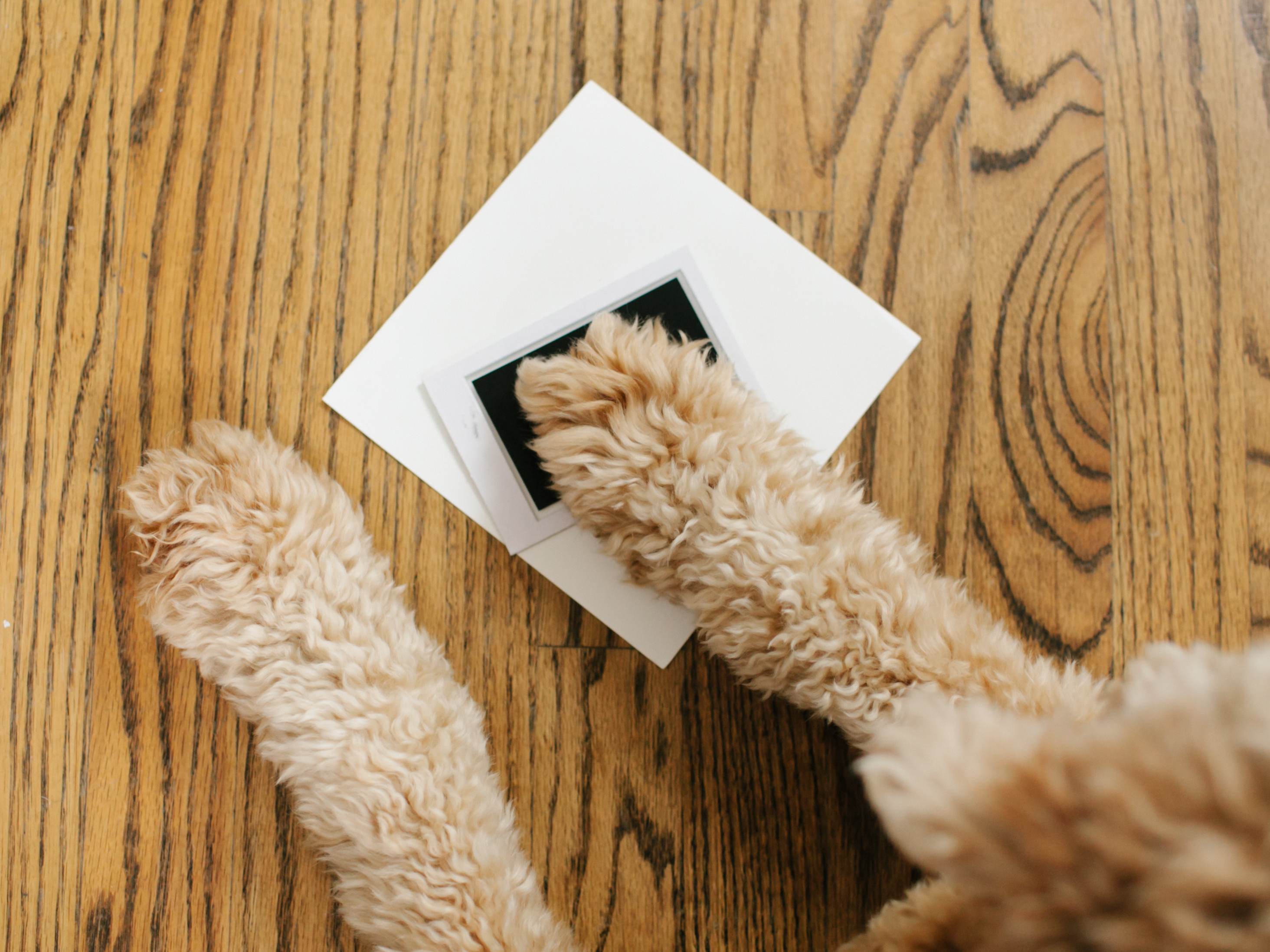 "Best Friends Forever" Prints Frame - Pet & Baby White - 8