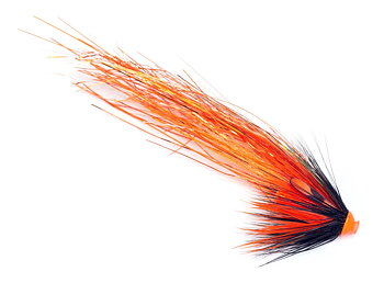 SG's Orange Flashwing