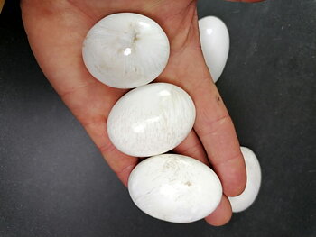 Pebbles "No Worry Stone" - Vit Scolecit 