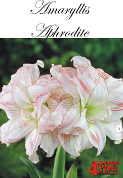 Amaryllis  Jumbo  Aphrodite  Lökstorlek: *34/36