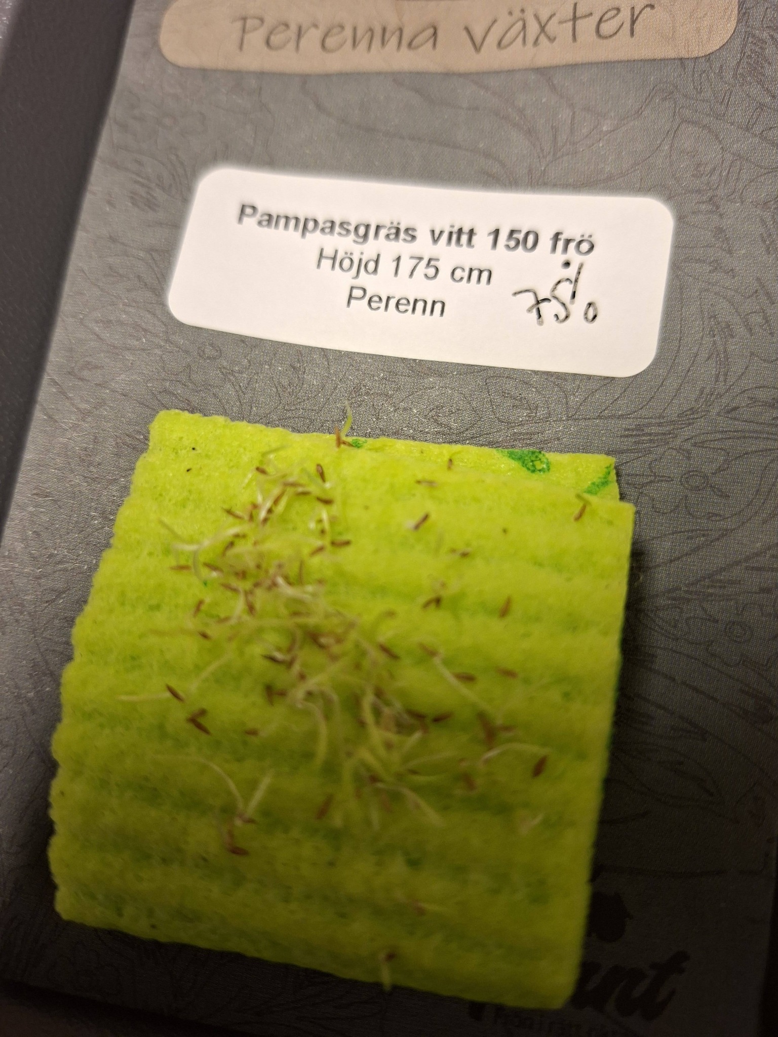 Pampasgräs vitt 150 frö - 2