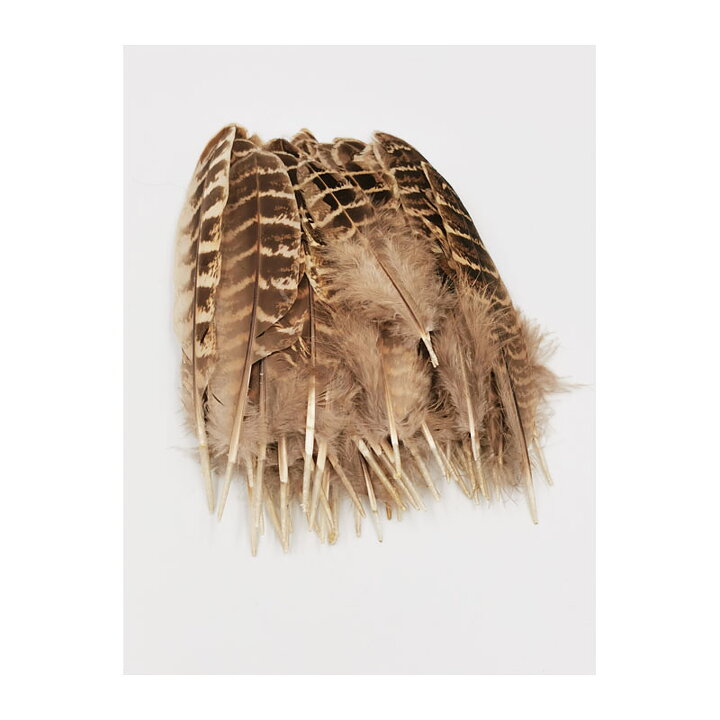 Bird Feathers