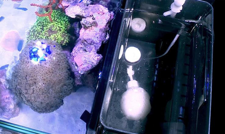Red Sea Nano Komplett plug & play saltvattensakvarium - 13