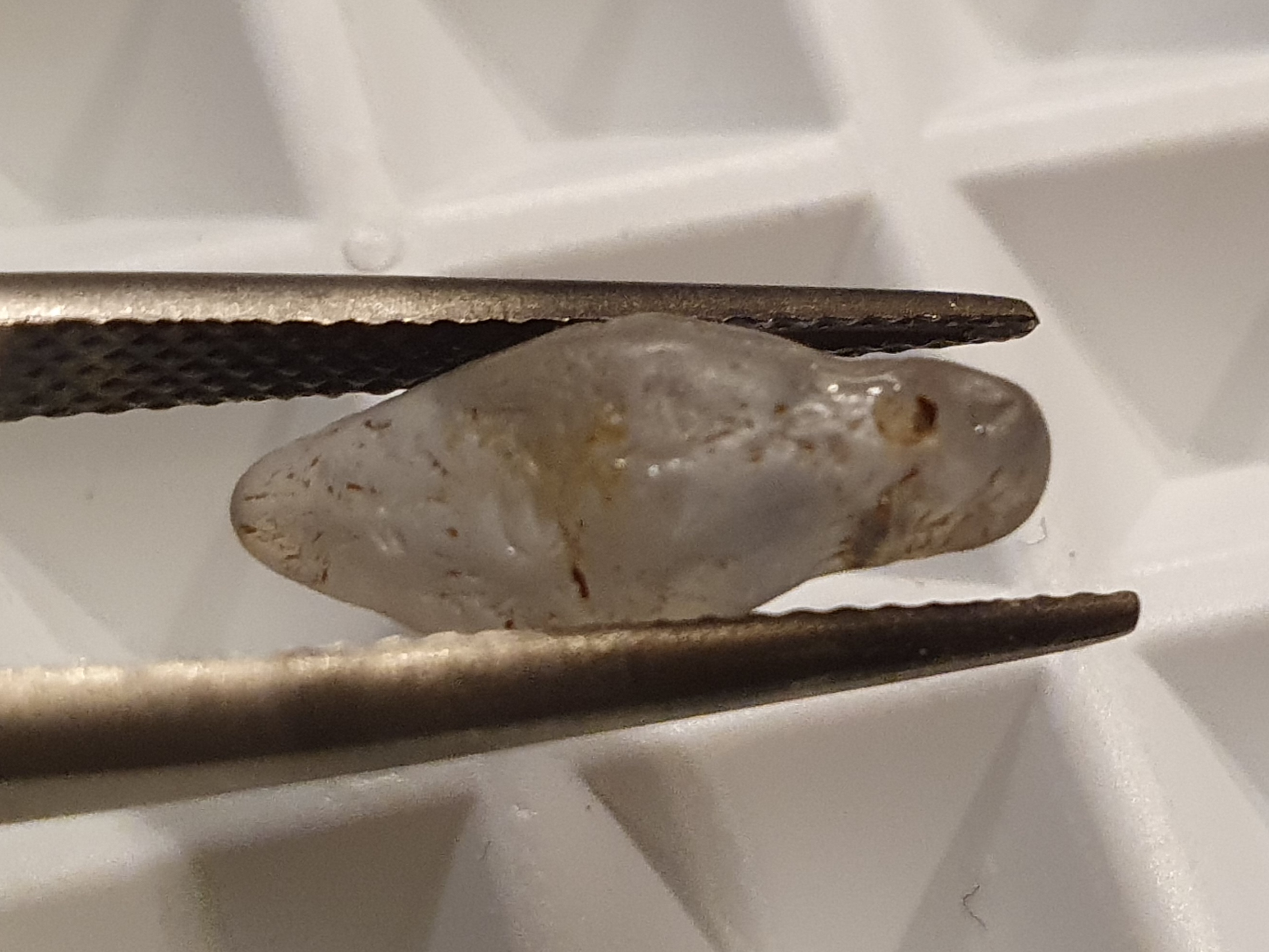 Safir kristall, Sri Lanka ( ca.3,5 ct ) - 4