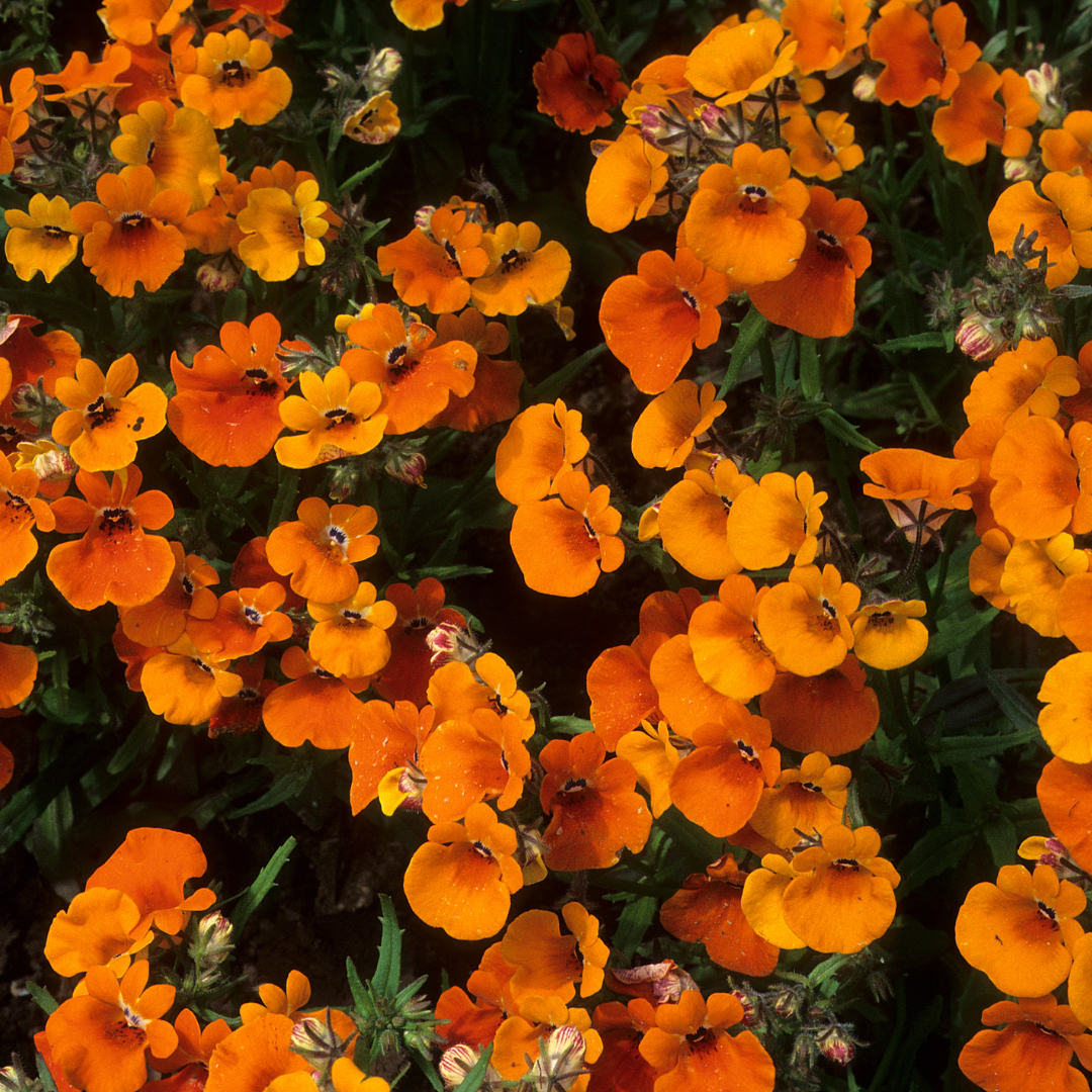 Nemesia - Orange Prince - Kultursort