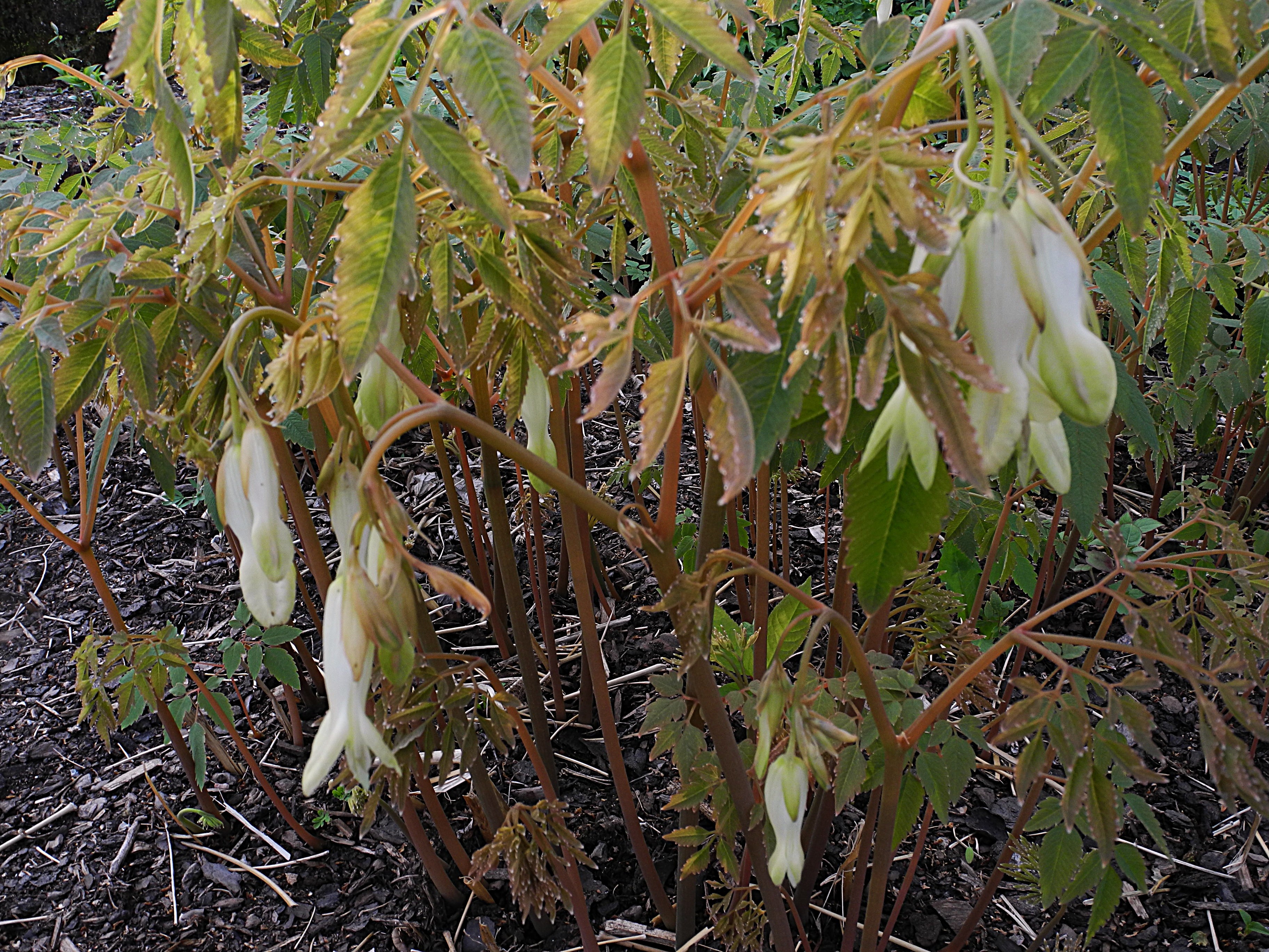 Ichtyoselmis  macrantha (Dicentra)