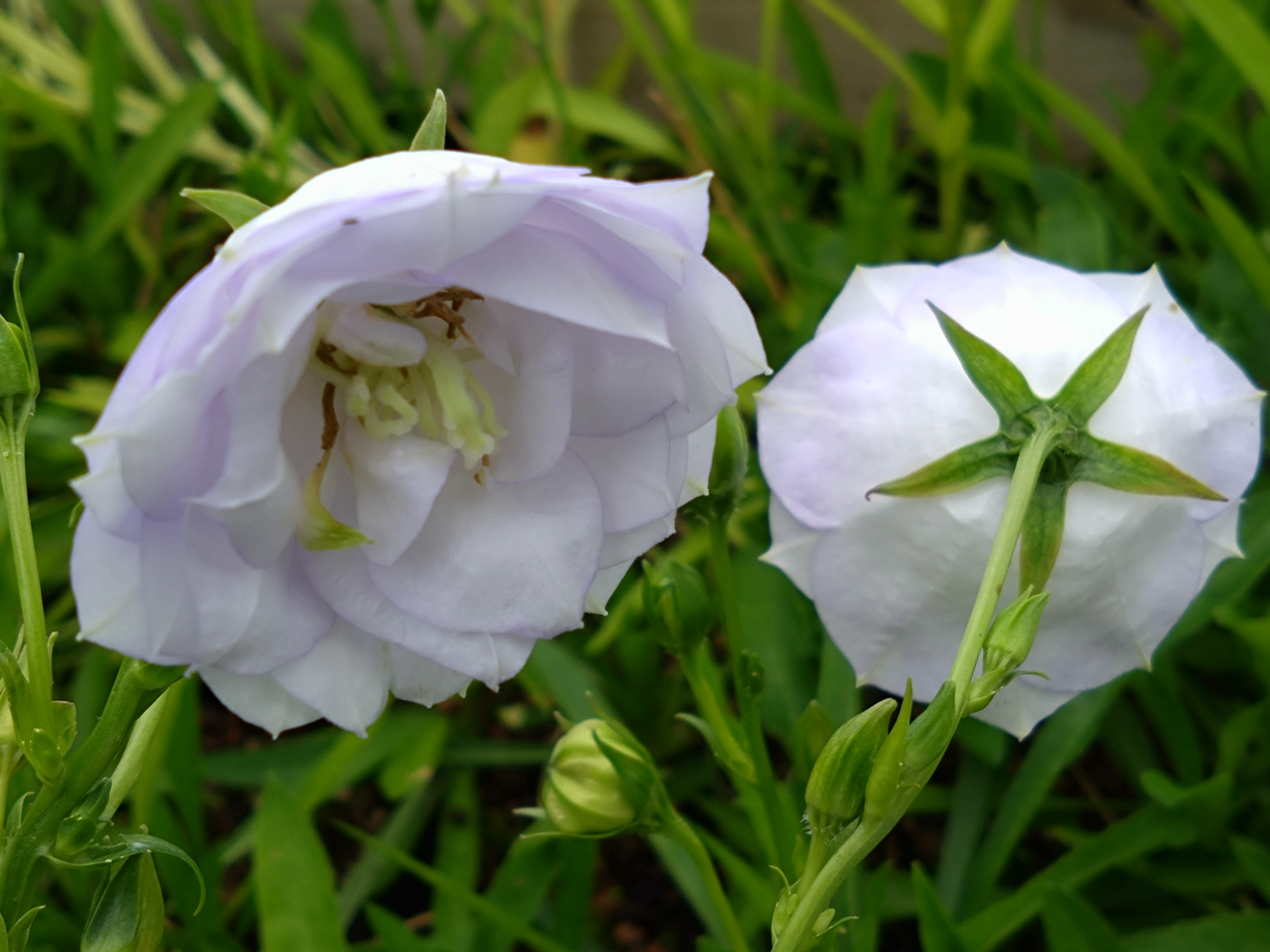 Campanula persicifolia 'Beau Belle'