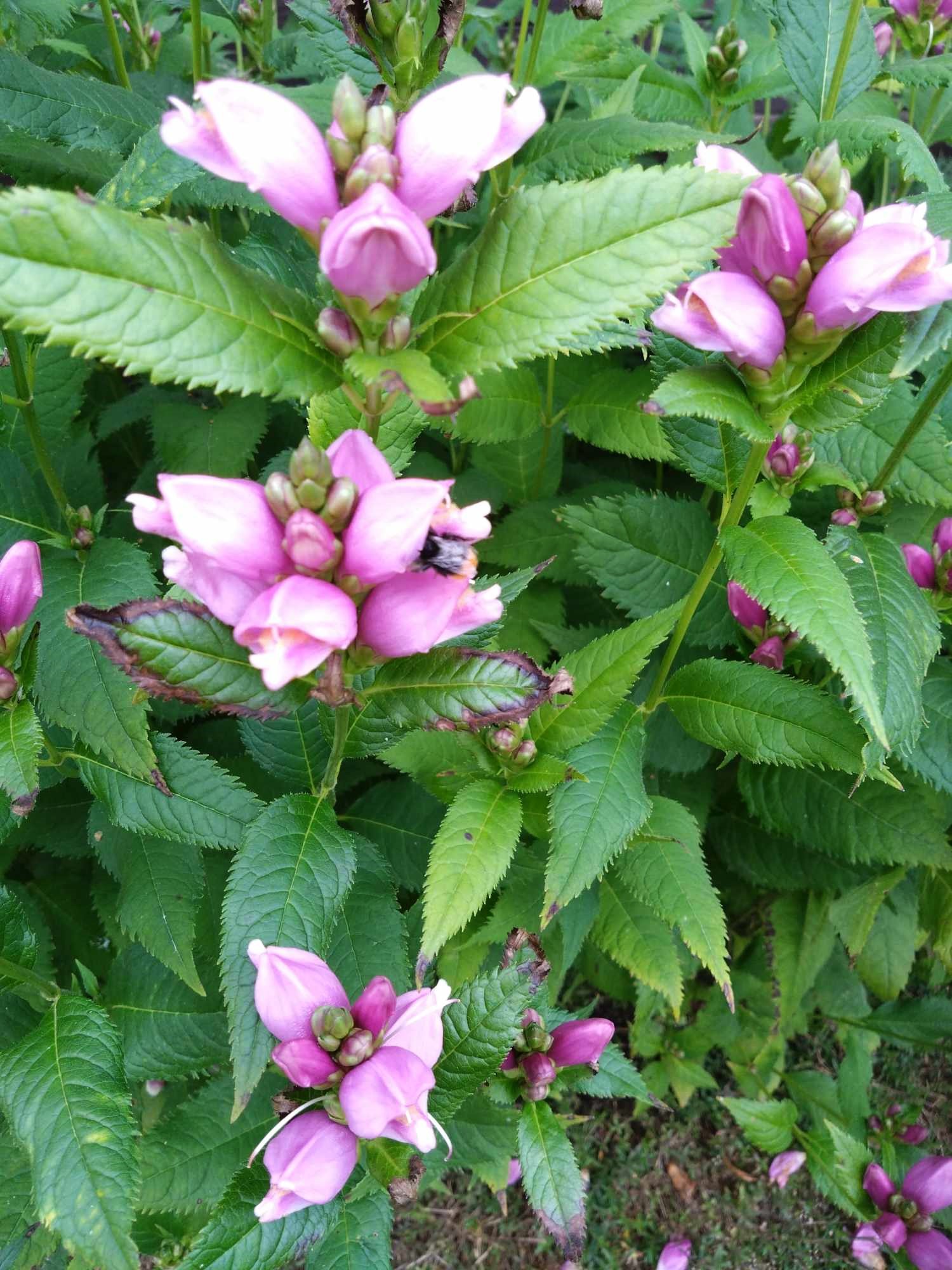 Chelone lyonii ' Pink Temptation'
