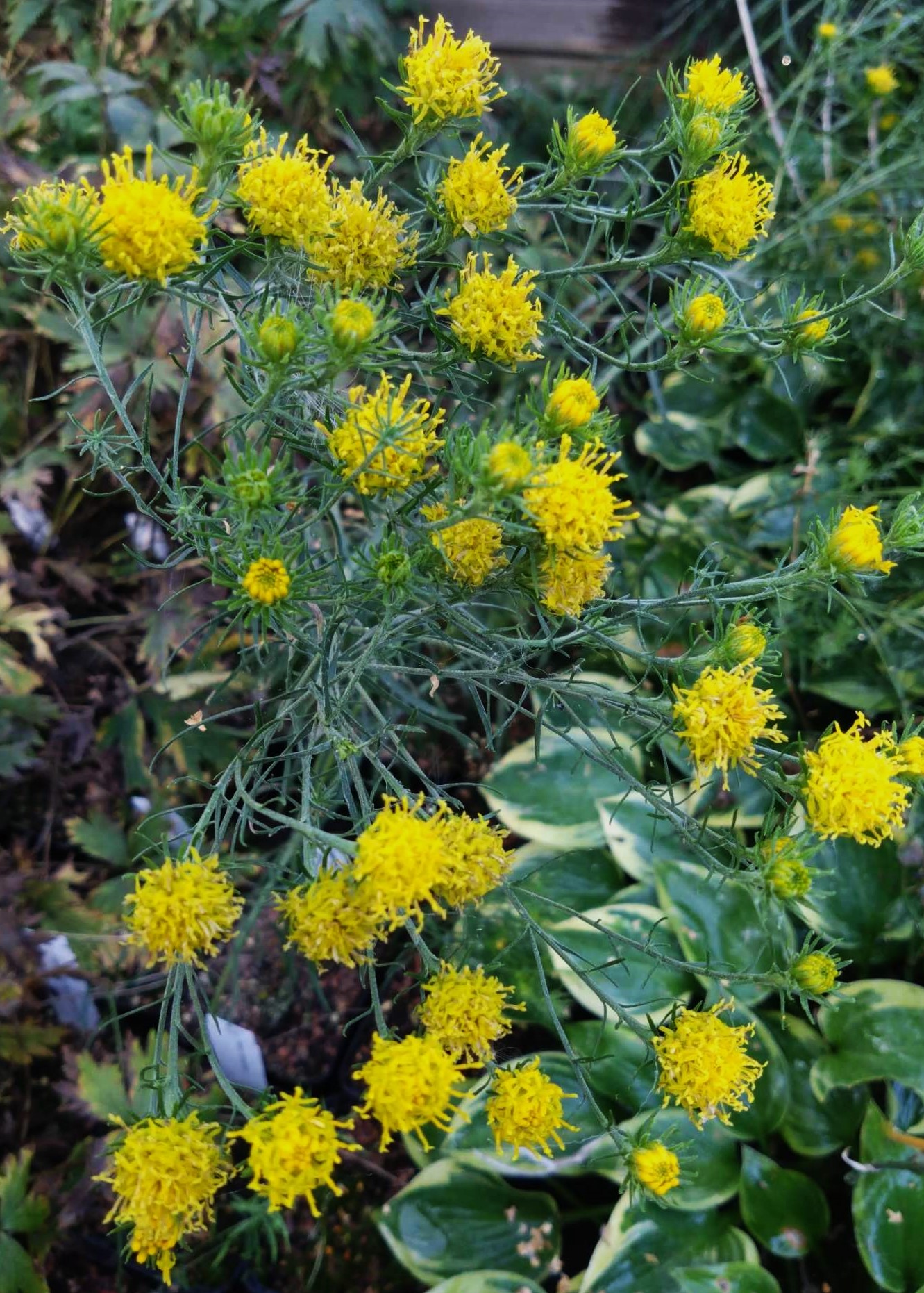 Aster linosyrus