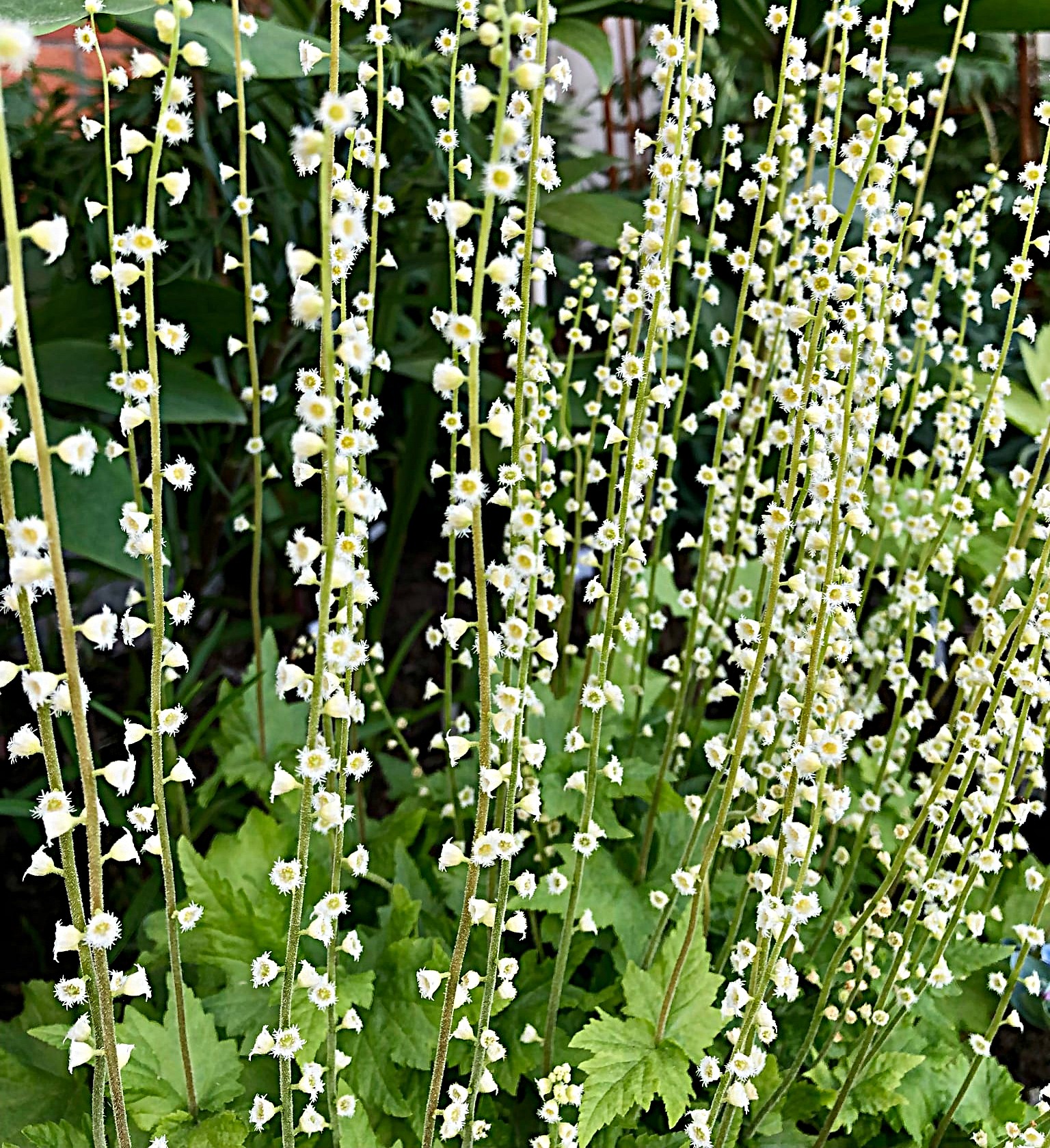 Mitella diphylla
