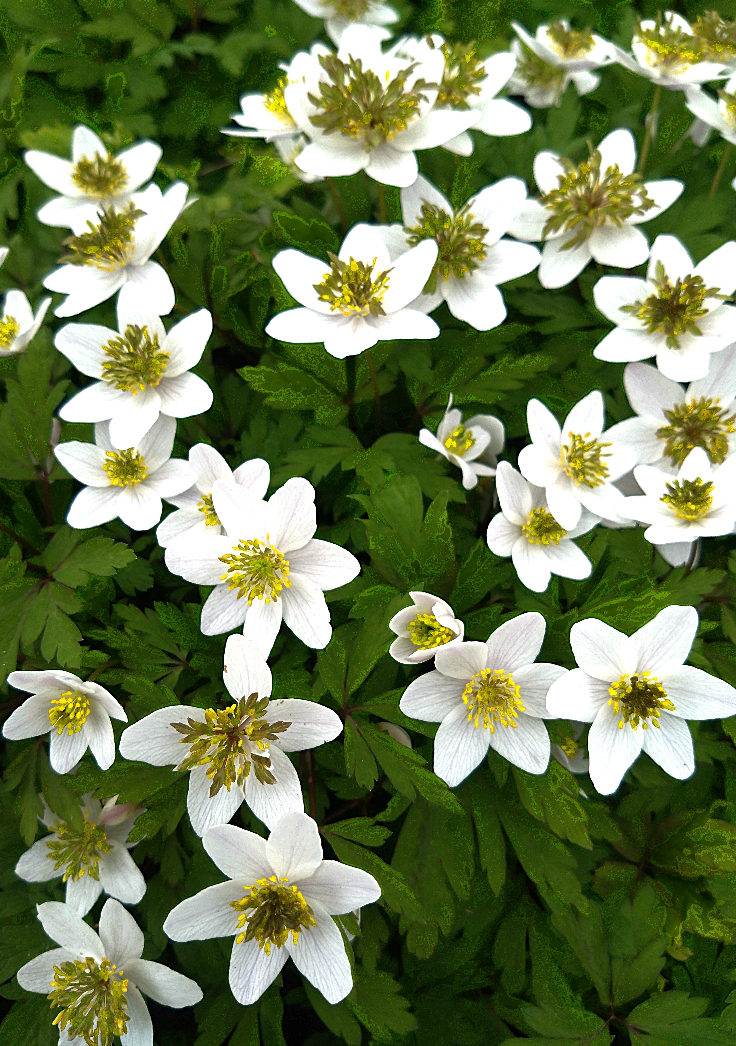 Anemone nemorosa 'Green Fingers'