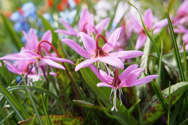 Erythronium dens canis 'Rose Queen'