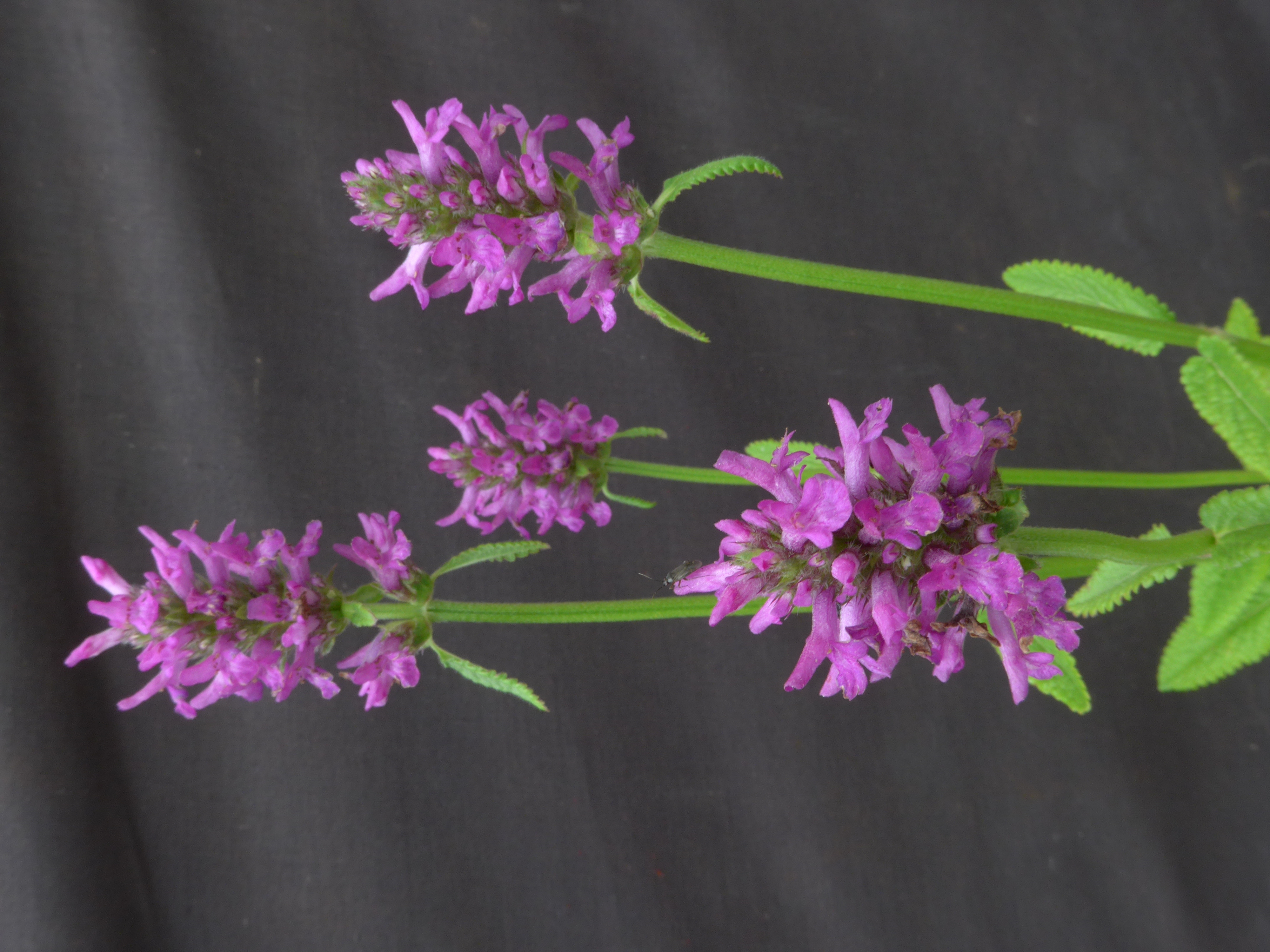 Stachys officinalis 'Ukkie'