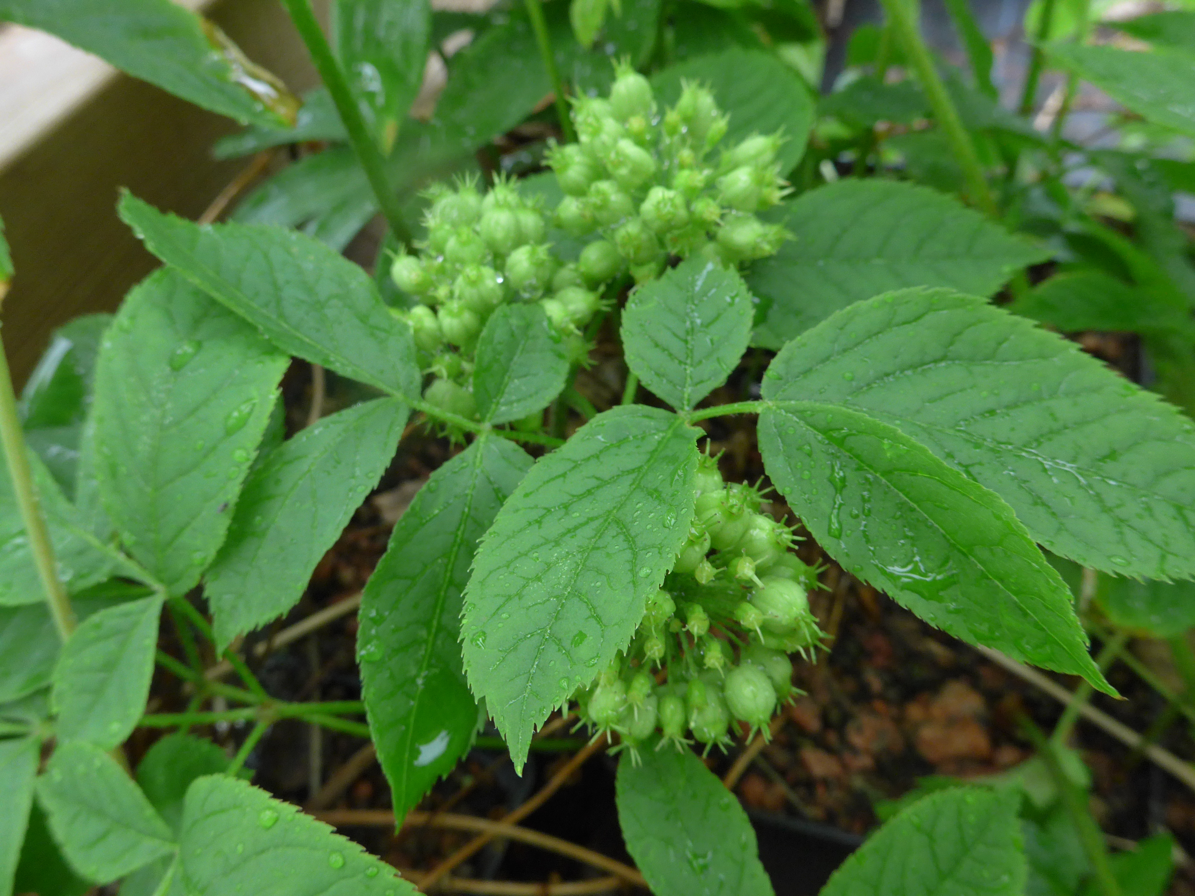 Aralia nudicaulis