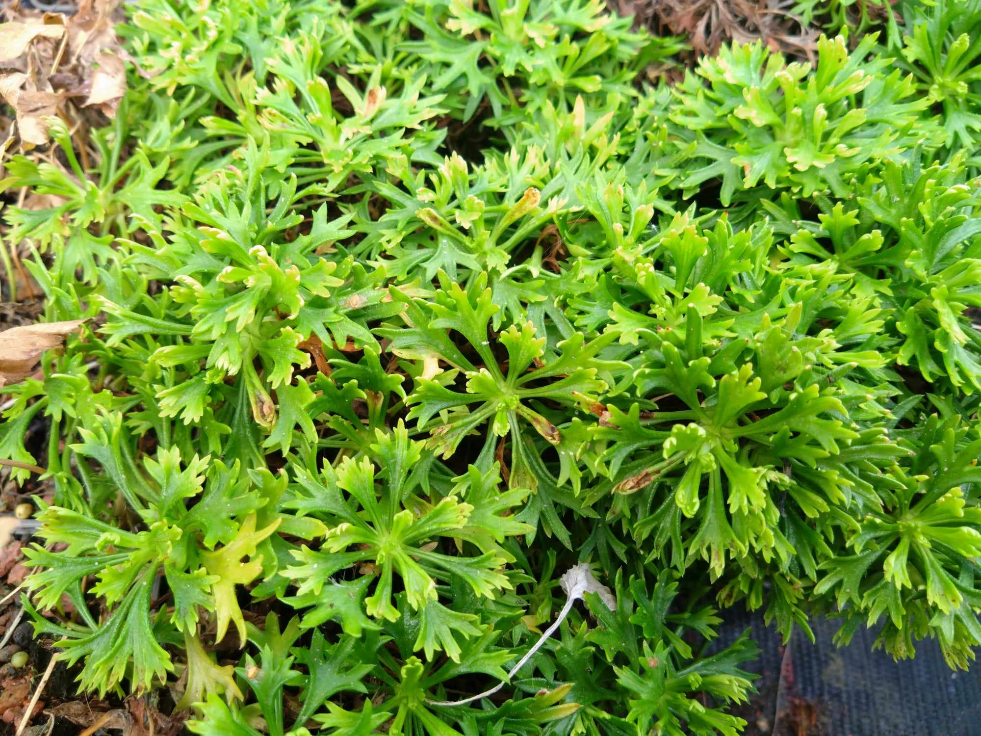 Saxifraga canaliculata