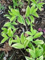 Disporum sessile 'Aureovariegatum'