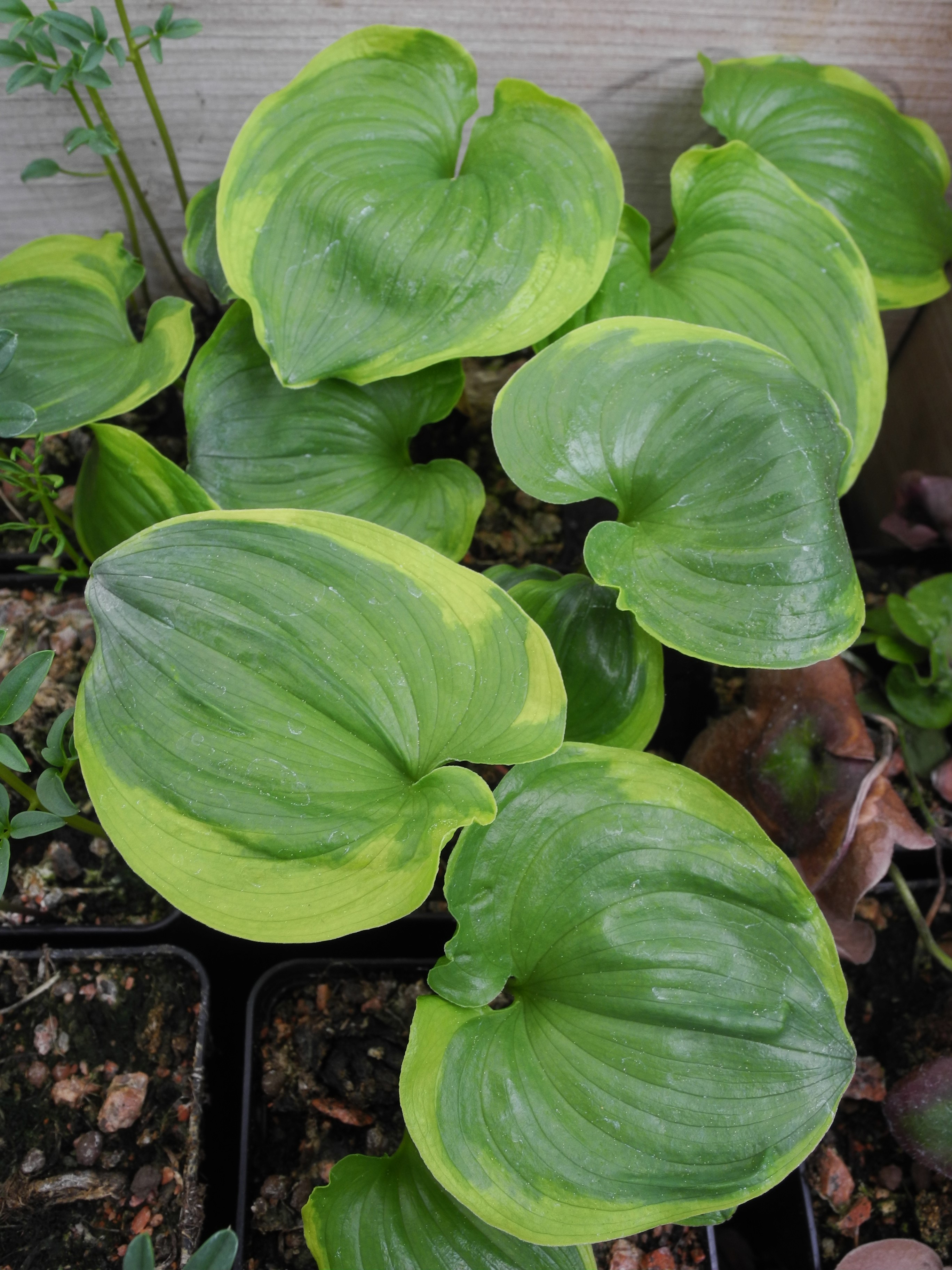 Maianthemum dilatatum 'Baby Moon'