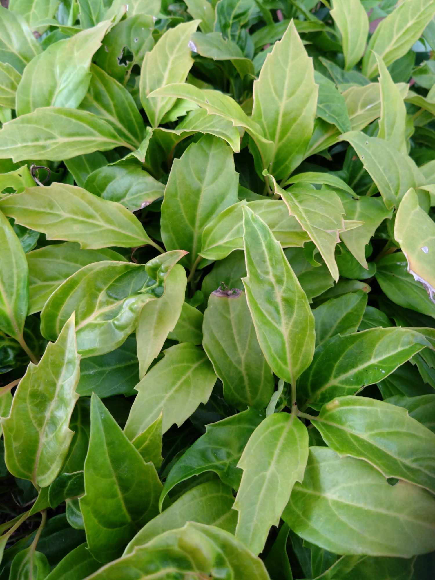 Pachysandra stylosa