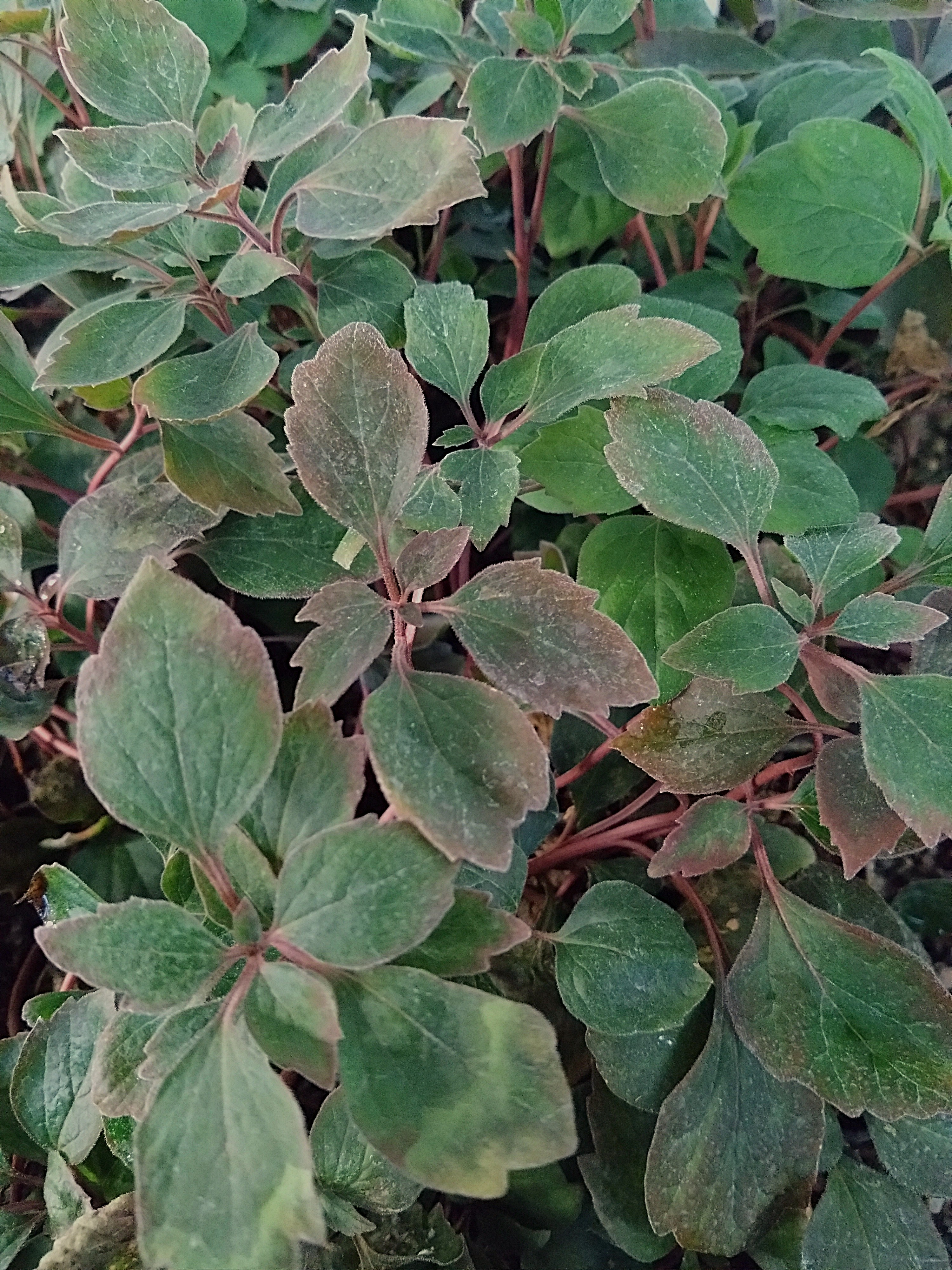 Pachysandra procumbens 'Kingsville'