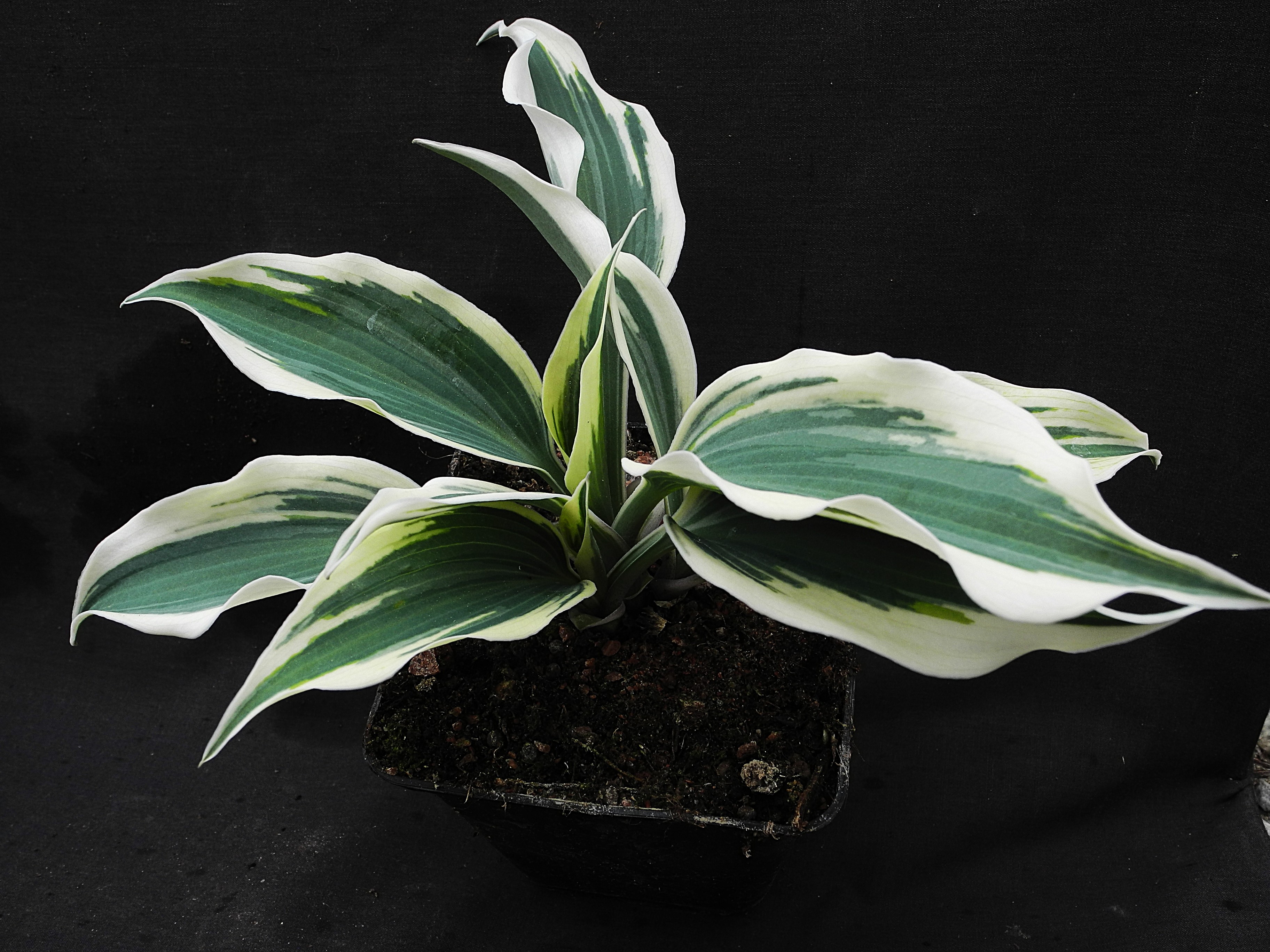 Hosta hybr. 'Blue Ivory'