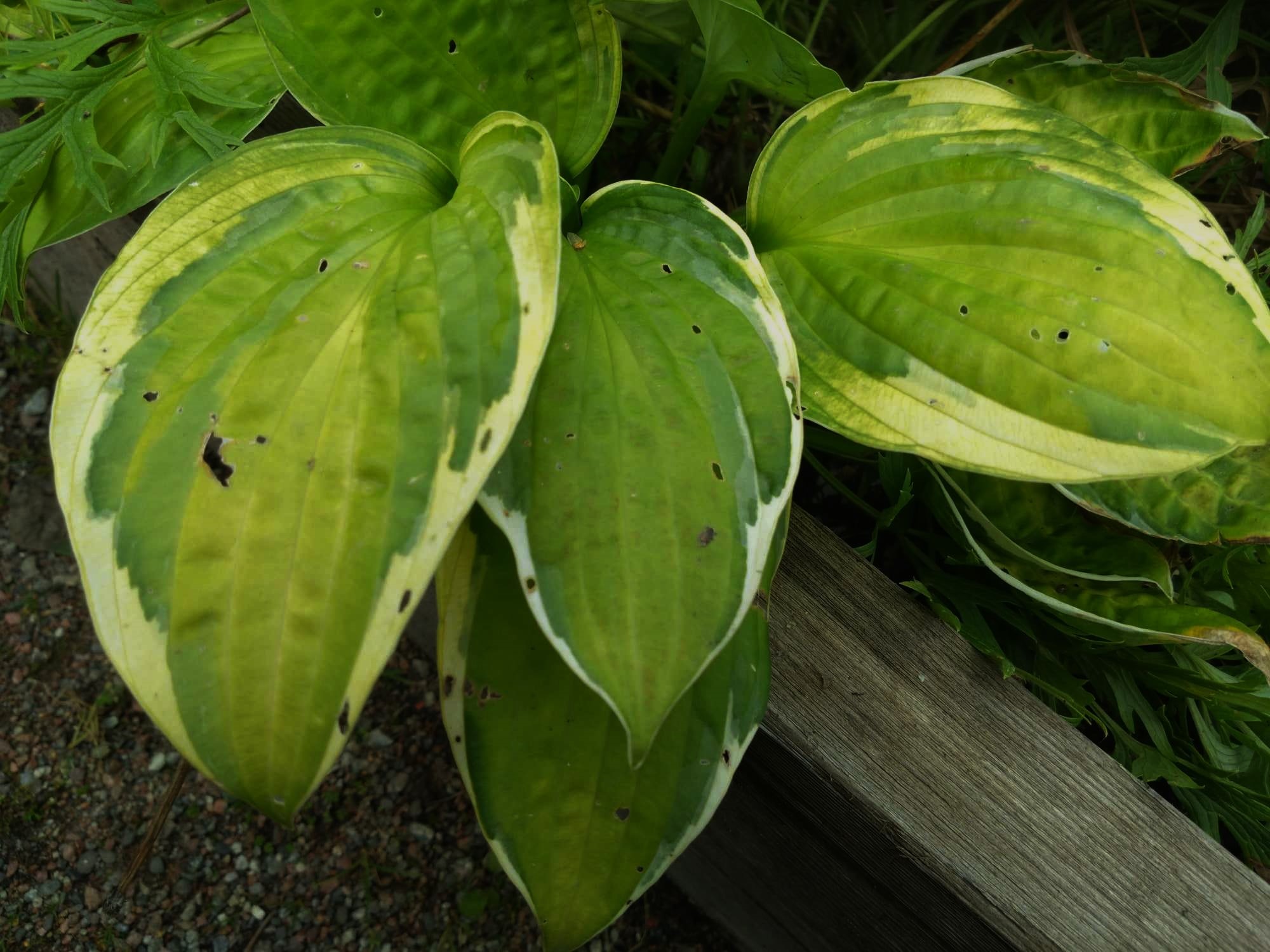 Hosta hybr.'Captains Adventure'