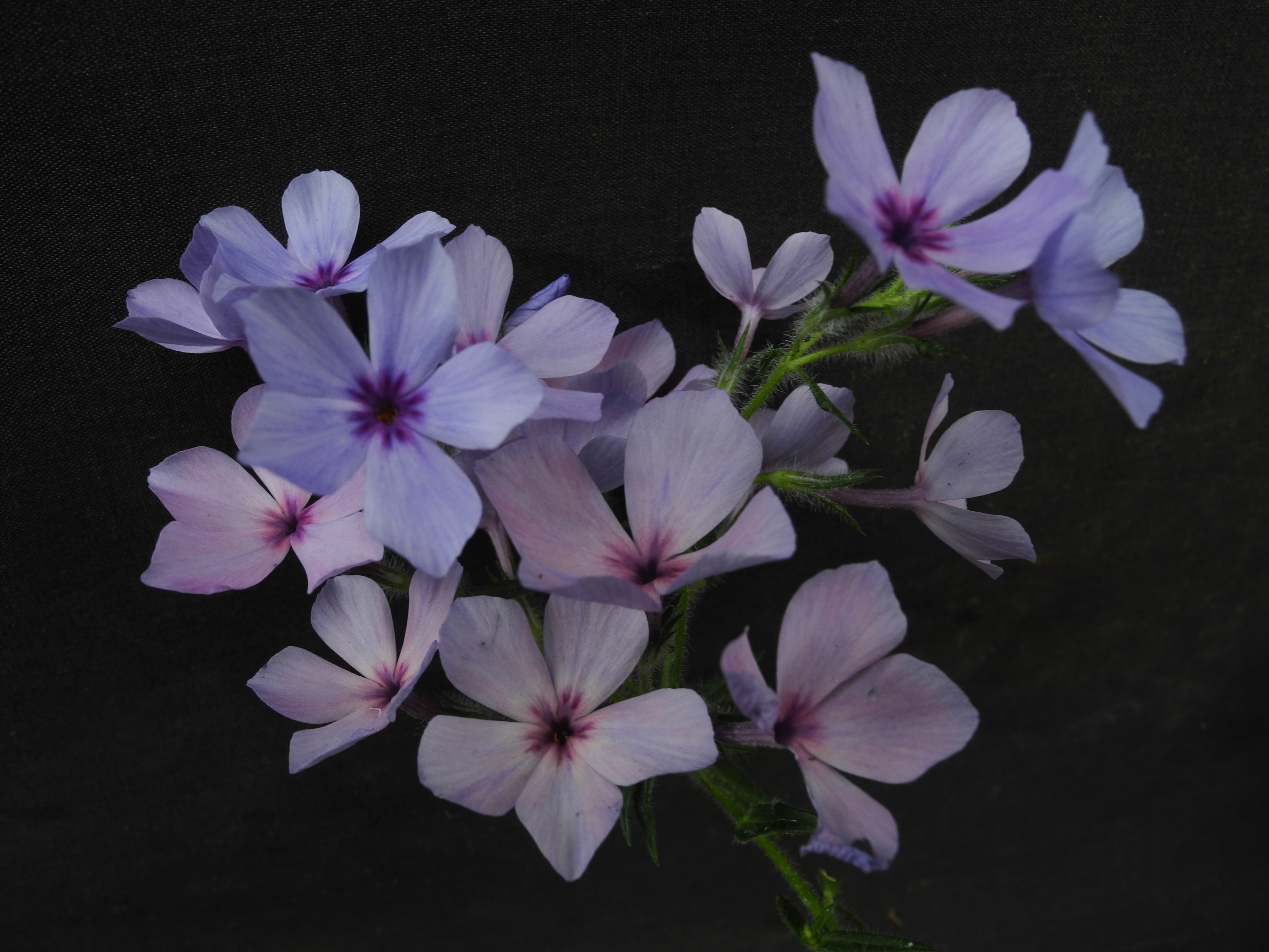 Phlox divaricatus. "Chattahoochee"